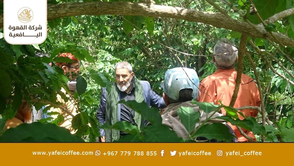 تقرير حول تنظيم شركة القهوة اليافعية برنامج توعوي ميداني لتوعية منتجي البُن في يافع